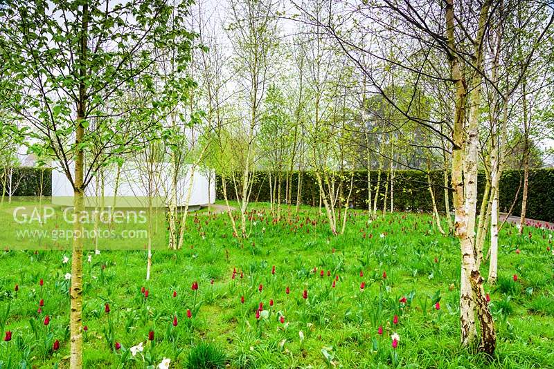 Le Jardin de Réflexion a une poustinia en son cœur, entourée d'un bosquet de bouleaux - bouleaux verruqueux sous-plantés de tulipe rouge foncé 'Red Shine' et de narcisses aux yeux de faisan. Bishop's Palace Garden, Wells, Somerset, Royaume-Uni.
