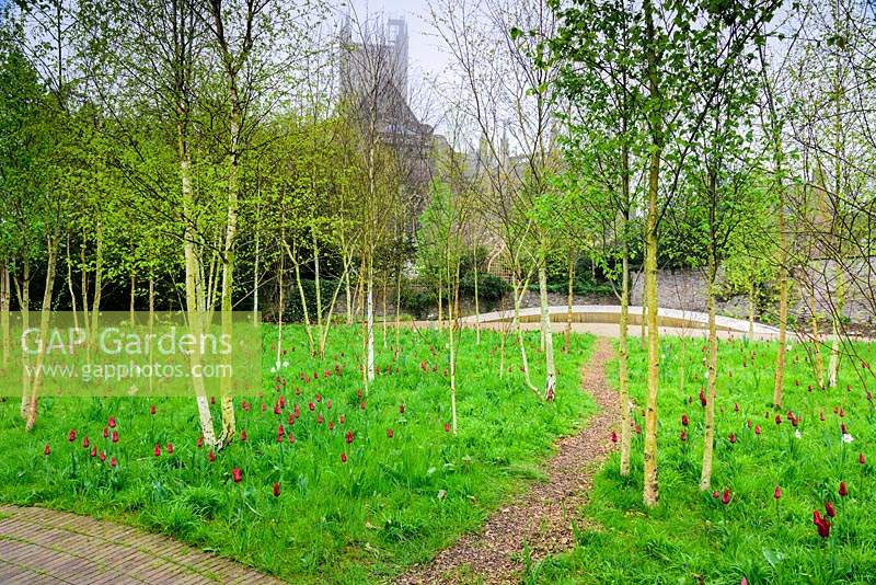 Le jardin de réflexion avec Tulipa rouge foncé 'Red Shine' et des narcisses de faisan dans un bosquet de bouleaux argentés. Jardin du Palais épiscopal, Wells, Somerse, Royaume-Uni