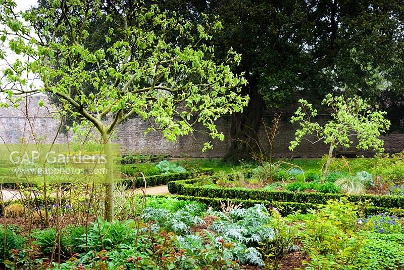 L'East Garden, un espace formel avec une faible couverture Euonymus, des roses et des plantes herbacées au Bishop's Palace Garden, Wells, Somerset, UK.