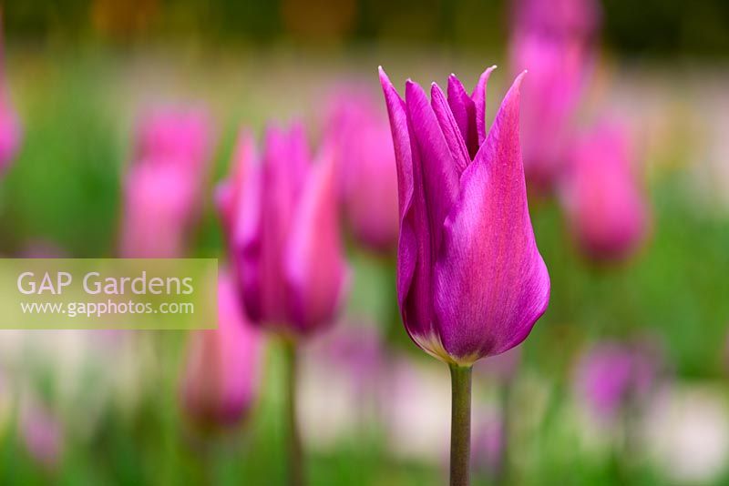 Tulipe 'Purple Dream' - Tulipe 'Purple Dream'