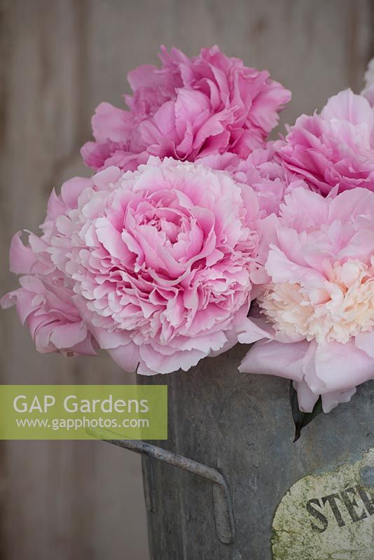 Seau de fleuriste en zinc de pivoines roses coupées - Paeonia 'Sarah Bernhardt'