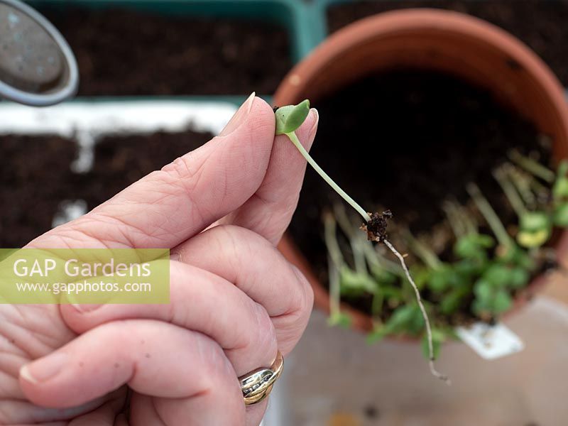 Cueillir les semis de Zinnia lorsque les feuilles des graines apparaissent et sont assez grandes pour être manipulées