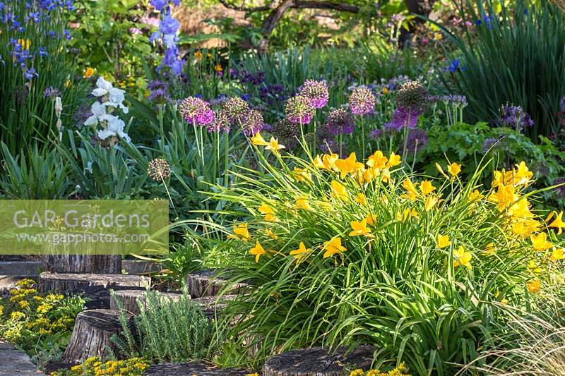 Combinaison d'iris, d'Allium aflatunense et d'hémérocalles - hémérocalle - par un chemin de marche en bois