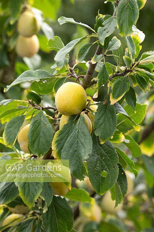Prunus domestica 'Jefferson' - Prune 'Jefferson '
