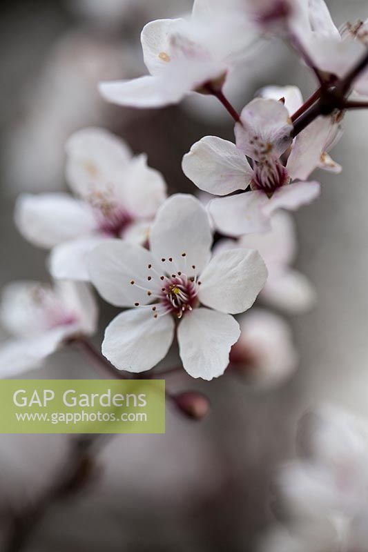 Prunus cerasifera - Prune cerise