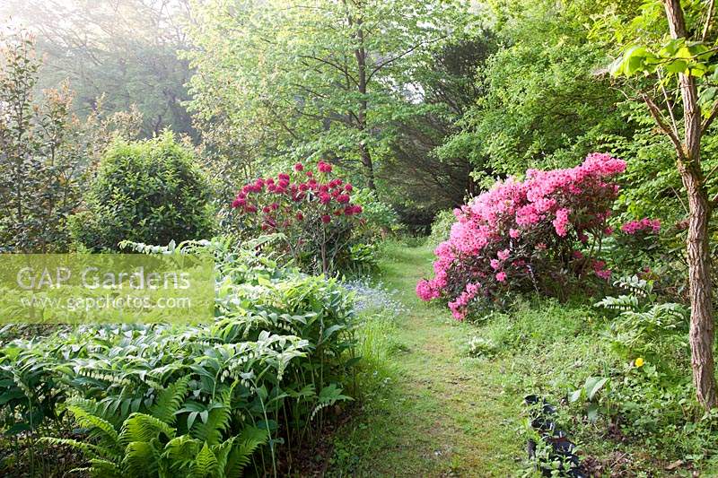Rhododendron 'Henry's Red' et Rhododendron 'Winsome' fleurissent avec d'autres plantes vivaces dans un jardin boisé. Copyhold Hollow, Sussex, Royaume-Uni.