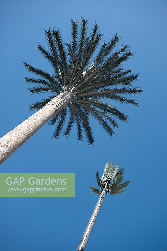 Sortir des sentiers battus - antenne de téléphonie mobile déguisée en palmiers dans un parc d'Agadir, Maroc