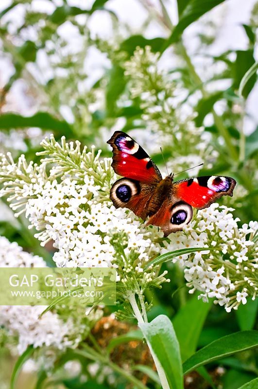 Aglais io - Papillon paon sur Buddleja davidii 'Darent Valley' - Arbuste aux papillons 'Darent Valley'