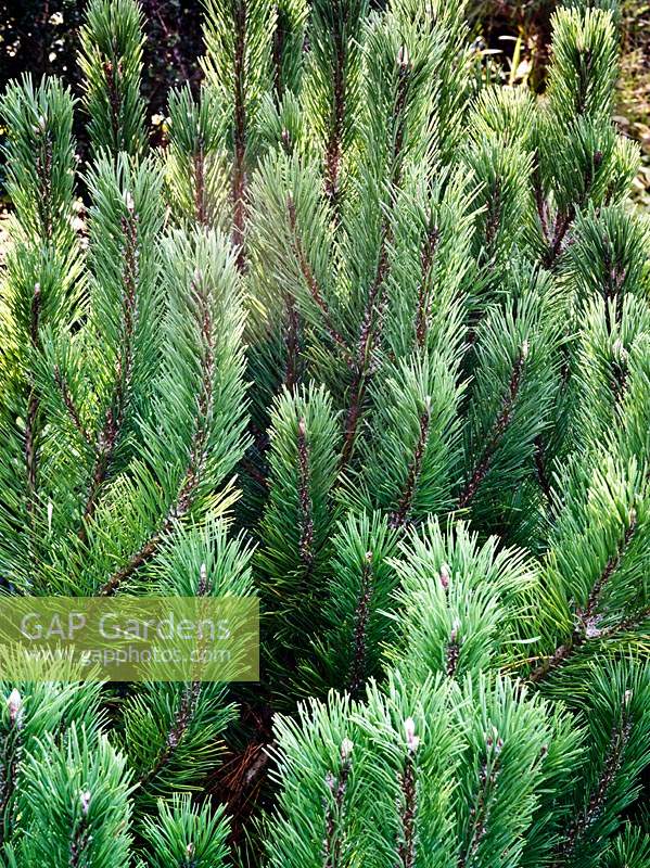 Groupe Pusilio Pinus mugo - Groupe Pumilio Nain Pin de Montagne