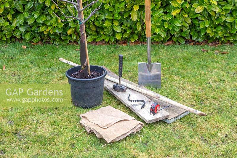 Outils et matériel pour planter Malus domestica 'Braeburn' - pomme 'Braeburn' en pelouse