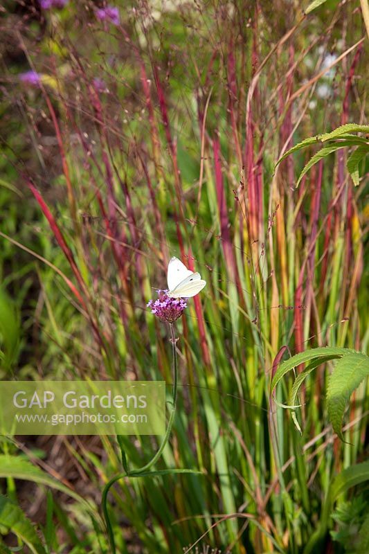 Panicum virgatum - panic raide - et chou papillon blanc sur fleur de verveine