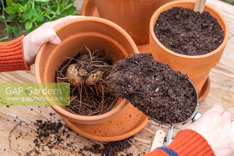 Personne creusant le sol dans un pot en terre cuite pour couvrir le tubercule de Dahlia.