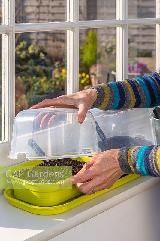 Femme ajoutant le couvercle sur le plateau de propagation des semences en plastique sur le rebord de la fenêtre.