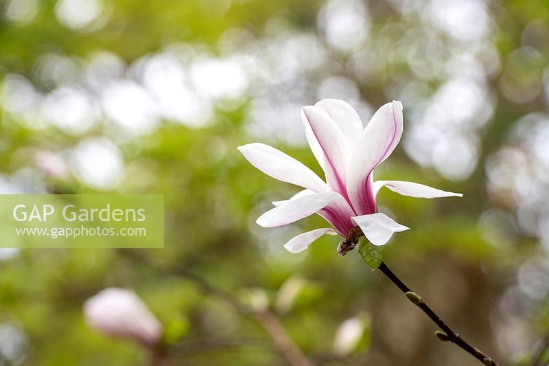 Magnolia kobus 'Norman Gould' x liliiflora 'O ' Neill'