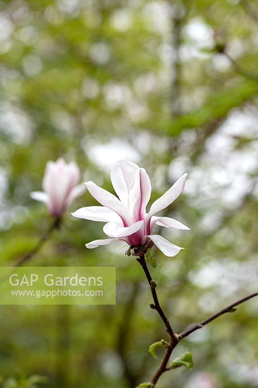 Magnolia kobus 'Norman Gould' x liliiflora 'O ' Neill'