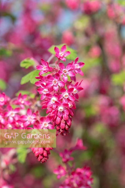 Ribes sanguineum 'Atrorubens' - Groseille à fleurs 'Atrorubens'