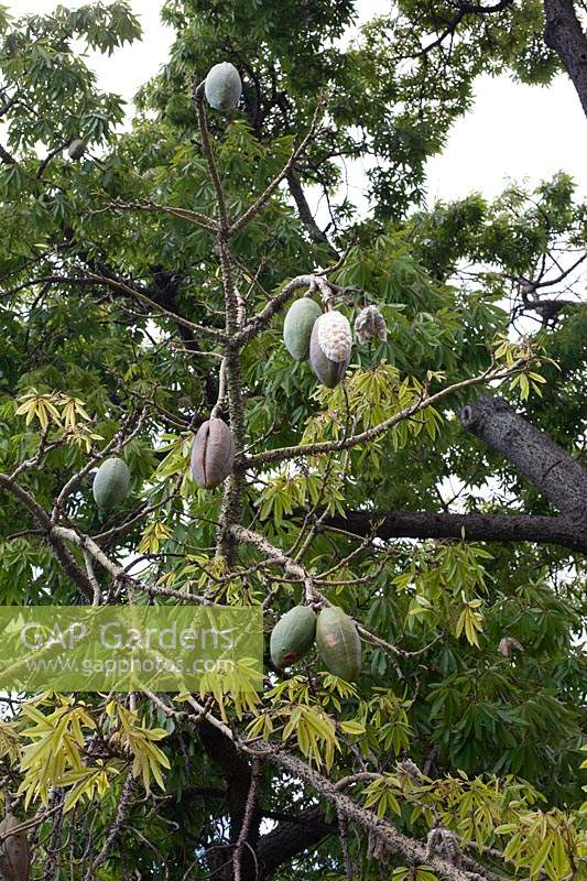 Graines de Chorisia speciosa syn. Ceiba speciose - soie floss tree