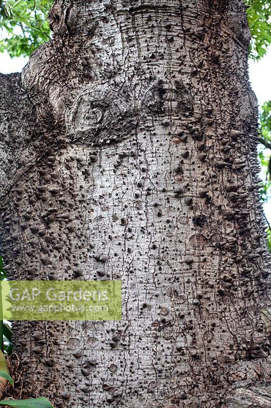 Écorce épineuse de Chorisia speciosa syn. Ceiba speciose - soie floss tree