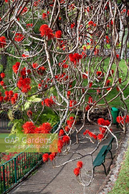 Erythrina abyssinica - Corail abyssin