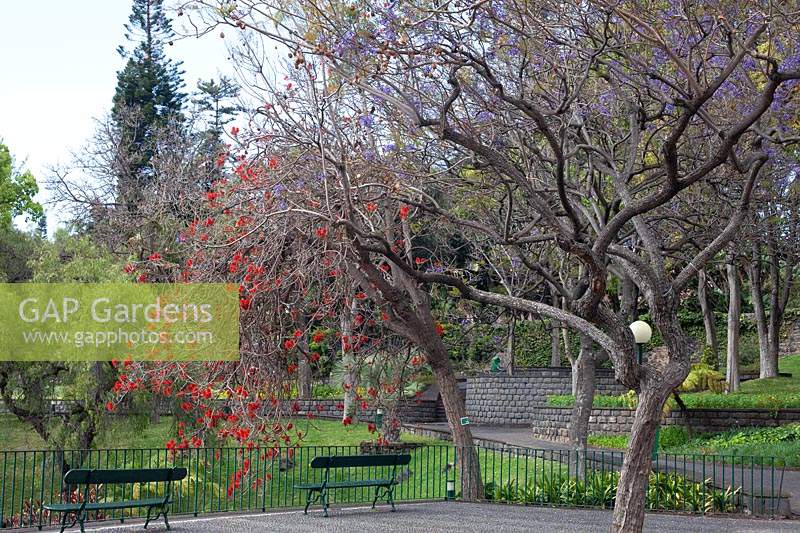 Parc de la ville avec des sentiers, des bancs et des arbres spécimens tels que Erythrina abyssinica - corail