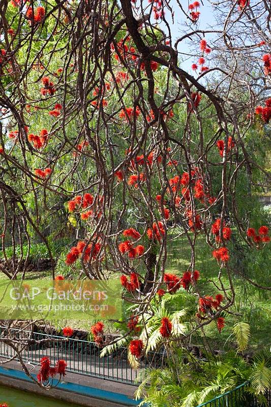 Erythrina abyssinica - corail