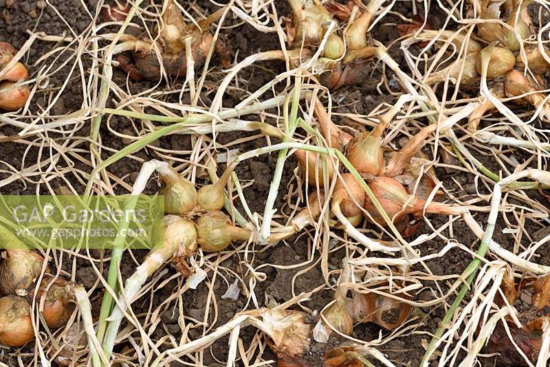 Groupe Allium cepa Aggregatum Groupe 'Golden Gourmet' - Échalote 'Golden Gourmet'