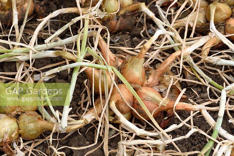 Groupe Allium cepa Aggregatum Groupe 'Golden Gourmet' - Échalote 'Golden Gourmet '