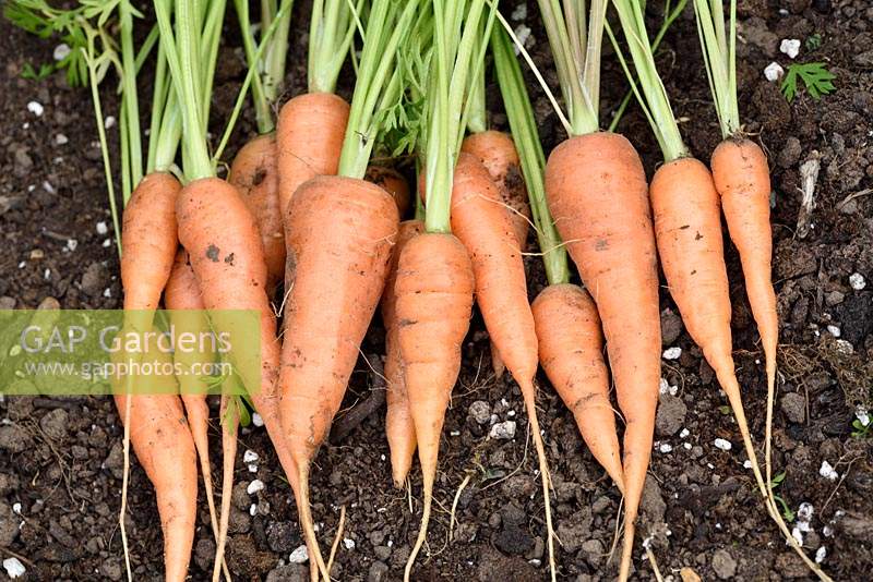 Daucus carota 'Short' n Sweet 'syn.' Burpees Short n Sweet '- carotte, carottes levées alignées sur le sol