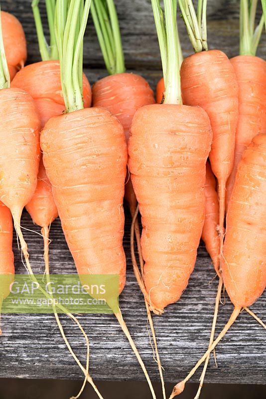 Daucus carota 'Short' n Sweet 'syn.' Burpees Short n Sweet '- carotte, carottes lavées alignées sur le pont