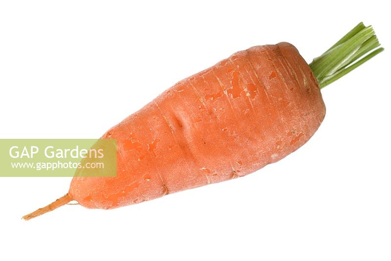 Daucus carota 'Short' n Sweet 'syn.' Burpees Short n Sweet '- carotte, racine lavée et propre