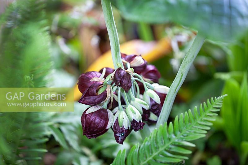 Fleurs de Podophyllum pleianthum - Mayapple chinois