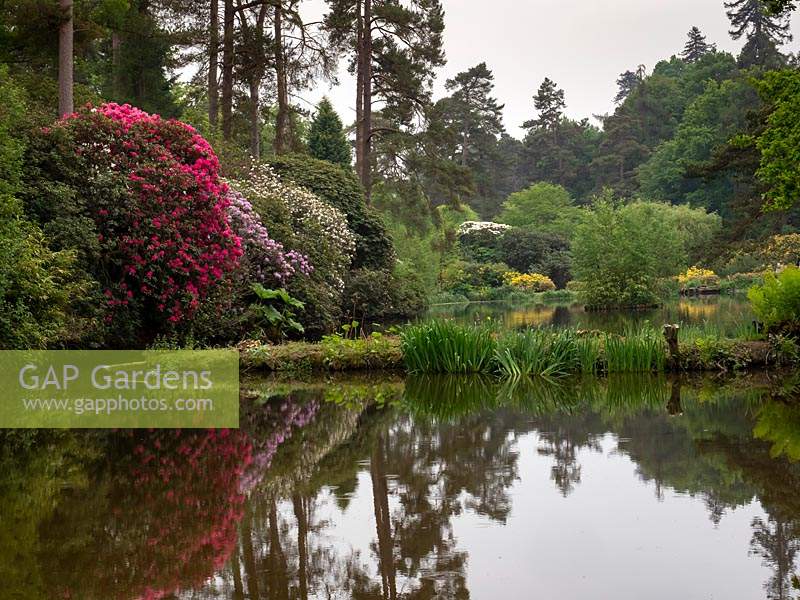 Leonardslee Gardens and Lakes après travaux de restauration, West Sussex, UK.