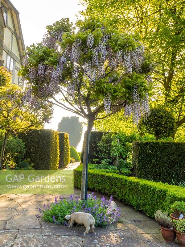 Glycine poussant sur le patio du Tower Garden en pleine floraison.
