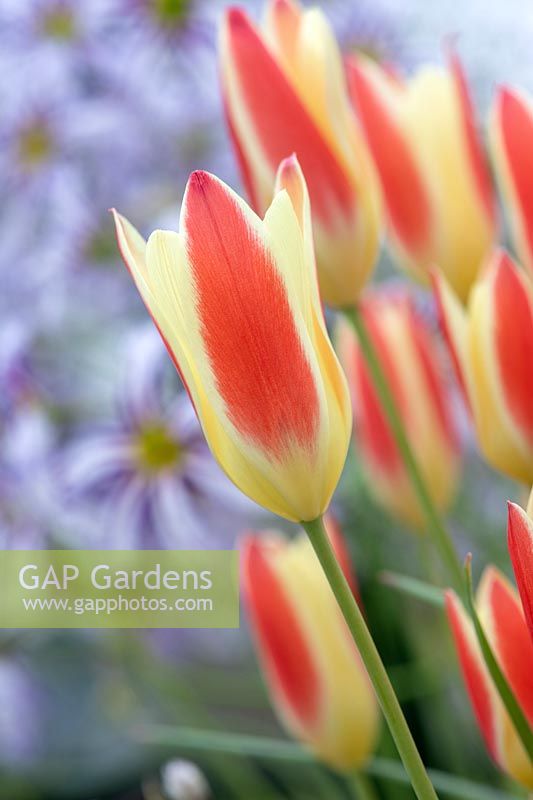 Tulipa clusiana var. chrysantha 'Gemme de Tubergen' - Tulipe 'Gemme de Tubergen'
