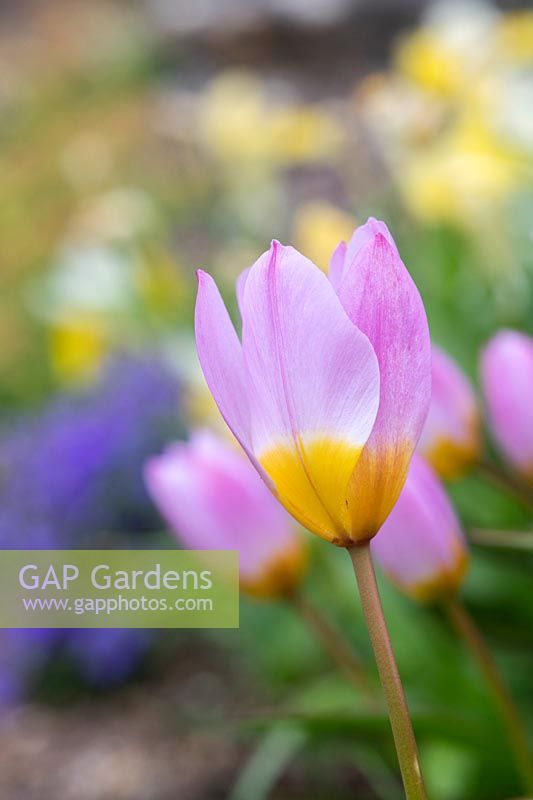 Tulipa saxatilis 'Merveille lilas' - Tulipe Candia 'Merveille lilas '