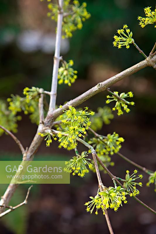 Cornus mas 'Schönbrunner Gourmet Dirndl'