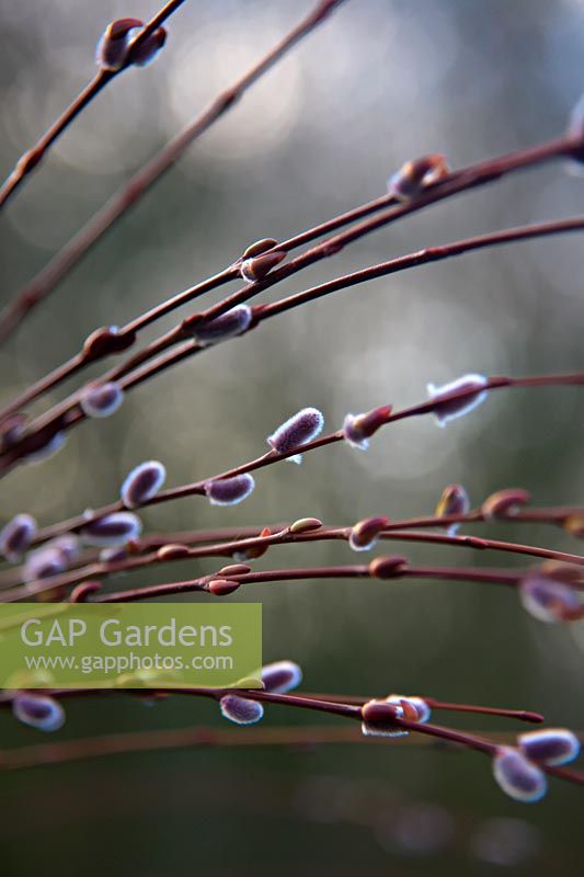 Salix purpurea 'Nancy Saunders' - saule à tige rouge