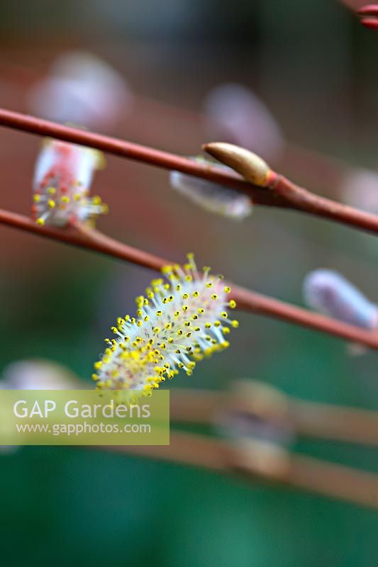 Salix purpurea 'Nancy Saunders' - Saule à tige rouge avec saule