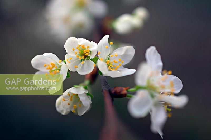 Prunus insititia 'Merryweather' - Damson - fleur