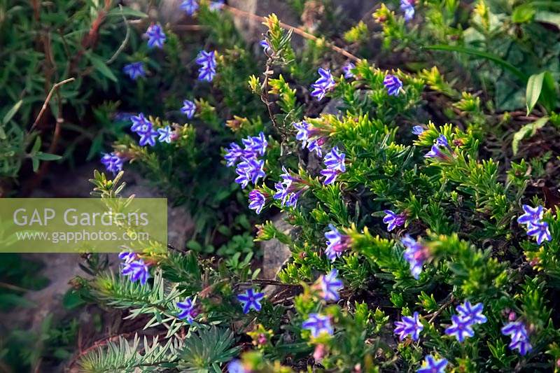 Lithodora diffusa Blue Star