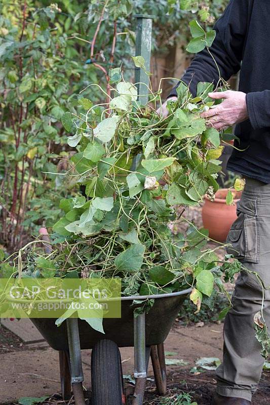Phaseolus coccineus - jardinier mettant vieux plants de haricots dans une brouette qui ont été retirés d'un potager à l'automne après la récolte