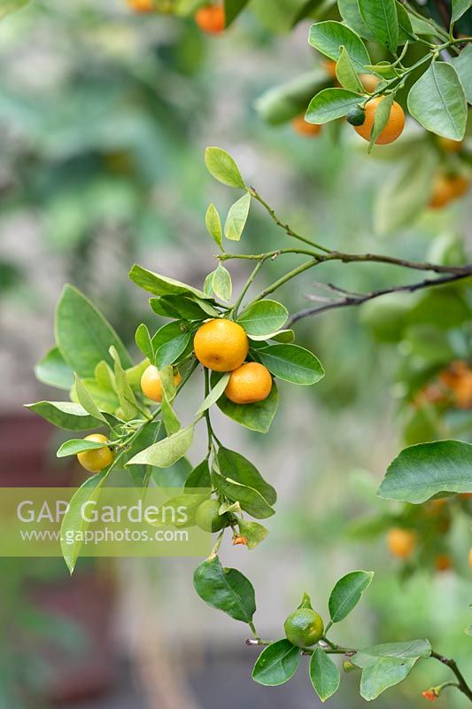 Citrus madurensis - Oranger Calamondin