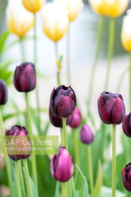 Tulipe 'Héros noir' - Double Tulipe tardive 'Héros noir'