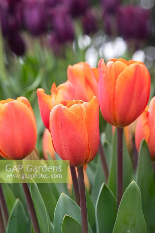 Tulipa 'Daydream' - Darwin Hybrid Tulip 'Daydream'