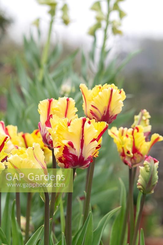 Tulipa 'Flaming Parrot' - Tulipe perroquet