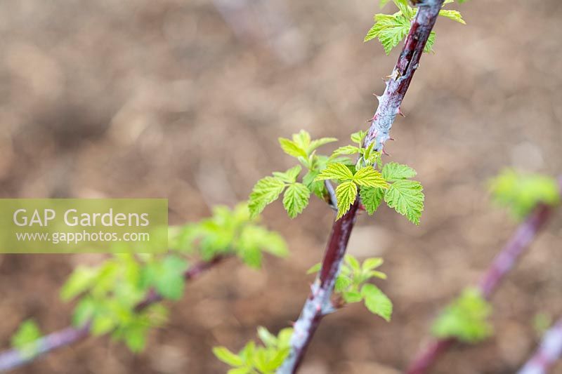 Rubus occidentalis 'Jewel' - Framboise noire - canne à nouvelle croissance foliaire