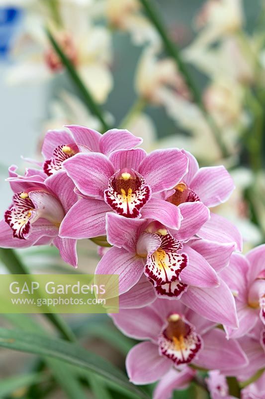 Cymbidium rosanette gx - Orchidée