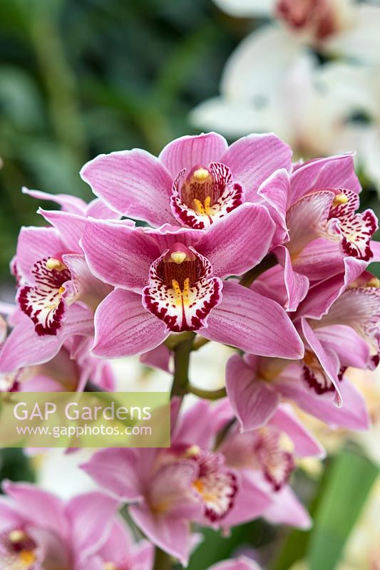Cymbidium rosanette gx - Orchidée