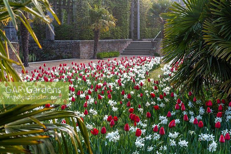 Festival des tulipes au château d'Arundel Sussex