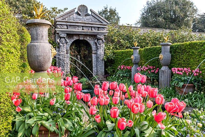 Tulipa 'Impression rose' - Tulipe - devant des becs d'eau décoratifs en bois et une alcôve en bois